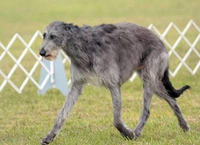 Kutyák óriás a legnagyobb faj (Akita) Kutyák óriás a legnagyobb fajta