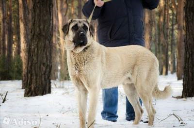 Kutyák óriás a legnagyobb faj (genus) Kutyák óriás a legnagyobb fajta