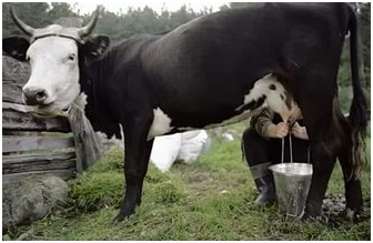 A tartalom a tehén - különösen az ellátás szarvasmarha otthon
