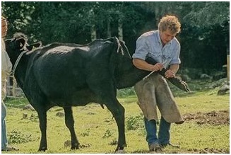 A tartalom a tehén - különösen az ellátás szarvasmarha otthon