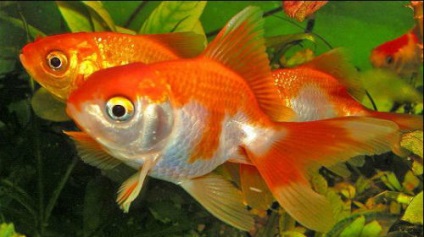 Сонник акваріумні рибки уві сні до чого сняться акваріумні рибки