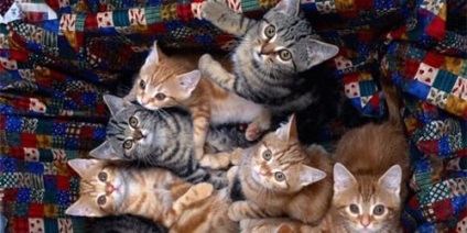 Álom foglaljon sok cica, hogy milyen sok álom cica egy álom