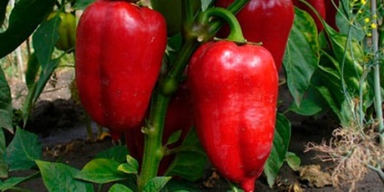 Álomértelmezés paprika mi álmok bors egy álom (küzd) Álomértelmezés paprika mi álmok bors egy álom