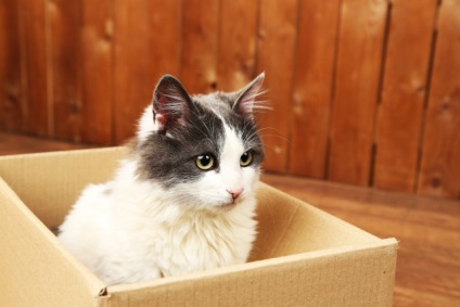 A rejtély a század miért macskák annyira szereti faktrum box