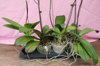 Teplicka a Phalaenopsis leírását és használatának szabályait (használat) Teplicka a Phalaenopsis leírása és használati szabályok