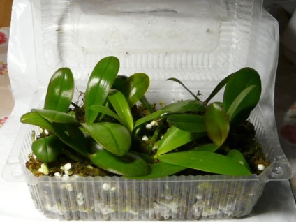 Teplicka a Phalaenopsis leírását és használatának szabályait (leírás) Teplicka a Phalaenopsis leírása és használati szabályok