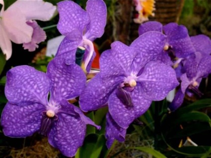 Teplicka a Phalaenopsis leírása és használati szabályok (Phalaenopsis) Teplicka a Phalaenopsis leírása és használati szabályok