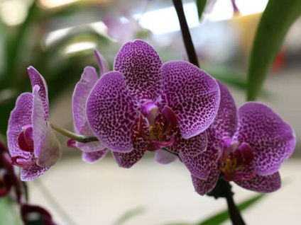 Teplicka a phalaenopsis orchidea tervezési funkciók, számítások, gyártást saját kezébe