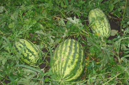 A technológia a termesztés görögdinnyét a külvárosokban tartományban fajták az üvegházban, szabadban, előkészítése,