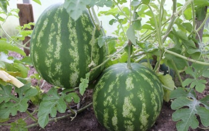 A technológia a termesztés görögdinnyét a külvárosokban tartományban fajták az üvegházban, szabadban, előkészítése,