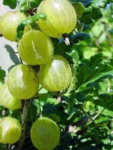 Termesztéstechnológiáját gyümölcs bogyók