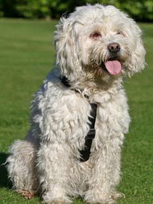 Tibeti terrier fotó és leírás a kutyák, a természet, a történelem, a tibeti terrier