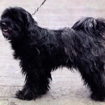 Tibeti terrier fotó és leírás a kutyák, a természet, a történelem, a tibeti terrier