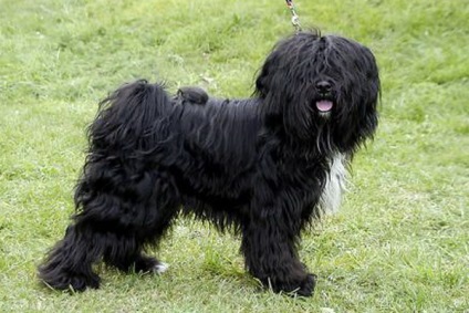 Tibeti terrier fotó és leírás a kutyák, a természet, a történelem, a tibeti terrier