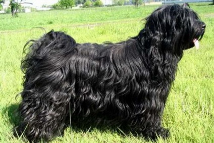 Tibeti terrier fotó és leírás a kutyák, a természet, a történelem, a tibeti terrier