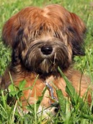 Tibeti terrier fotó és leírás a kutyák, a természet, a történelem, a tibeti terrier