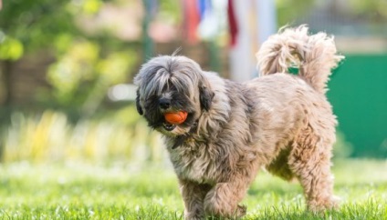 Tibeti terrier fotó, fajta leírását, árát