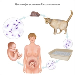 Toxoplazmózis macskák vetpraktika (toxoplazmózis macska) Toxoplazmózis macskák vetpraktika
