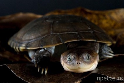 Top 11 legbizarrabb fajta teknősök (11 fotó)