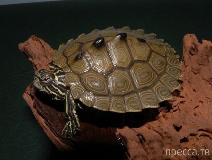 Top 11 legbizarrabb fajta teknősök (11 fotó)