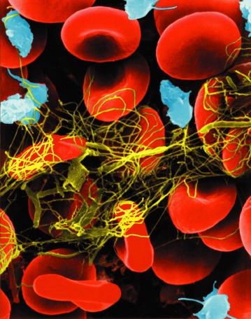 A vérlemezkék (thrombocyták) a vérben