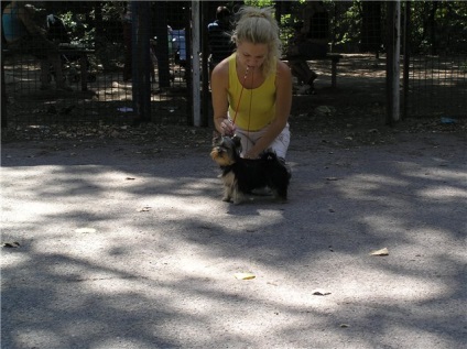 Lessons felvezető kép kezdőknek (terrier) Lessons felvezető kép kezdőknek