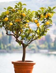 citrom otthoni gondozást, hogyan kell létrehozni a kényelem a házban saját kezűleg