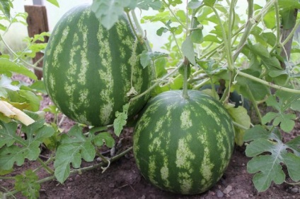 Növekvő görögdinnye az üvegházban polikarbonát