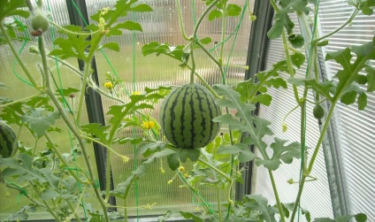 Növekvő görögdinnye az üvegházban polikarbonát