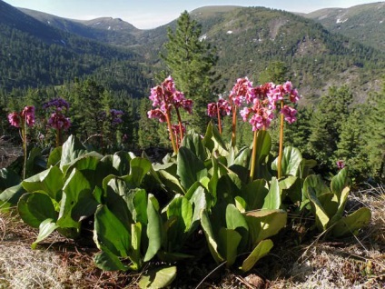 Növekvő crassifolia az országban (55 fotó) a magokat, ültetés, öntözés, műtrágyázás, gondoskodás