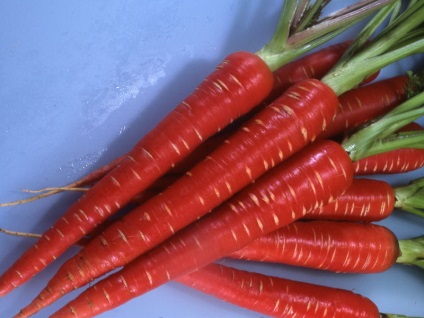 Termesztése és gondozása daikon retek a nyílt területen a legjobb fajták a középső sáv