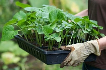 Növekvő uborka palánta - ültetési szabályok és határidők