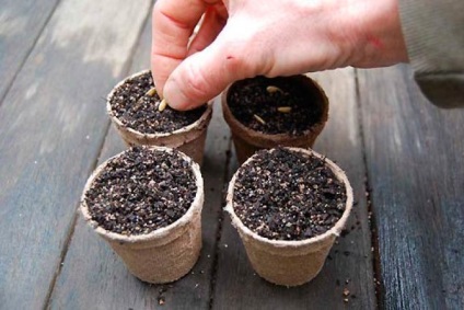 Növekvő uborka palánta - ültetési szabályok és határidők