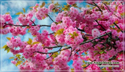 Japáncseresznye vagy cseresznye (fotó) ültetés és gondozás, a helyszínen a kertben, ház és a szobanövények