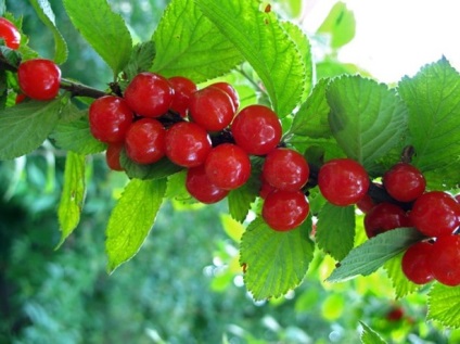 Prunus tomentosa - ültetés, gondozás és szaporítása