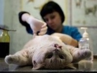 Hány éves ivartalanított brit macska