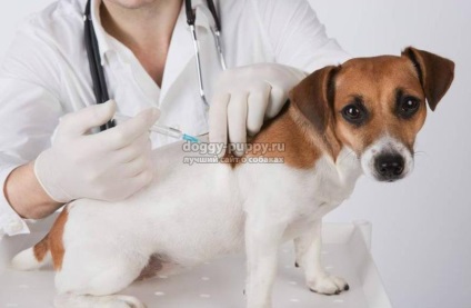 Az intramuscularis prick kutya, hogyan kell csinálni rendesen (jobbra) Az intramuscularis prick kutya, hogyan kell csinálni rendesen