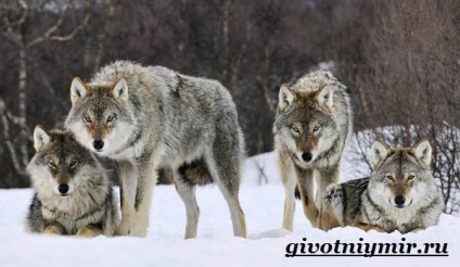 farkas állat