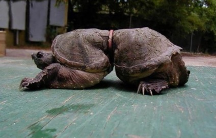Mindenki tudja, hogy ki tette ezt a szegény teknős, de ezért senki nem fog megbüntetni ...