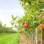 Apple Orchard (35 fotó) video utasítást növekvő saját kézzel, különösen Share Scheme