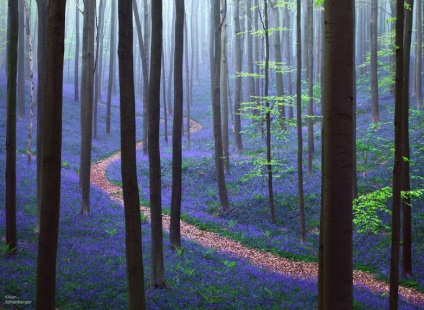 rejtély erdő