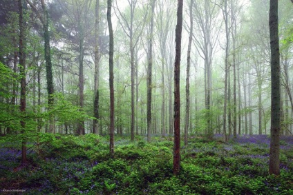 rejtély erdő