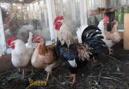 Zagorskaya lazac fajta csirkék, mint nyereséges gazdálkodók, különösen