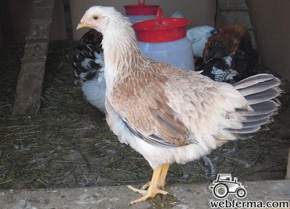 Zagorskaya lazac fajta csirkék - stabil tojás 90 gramm!