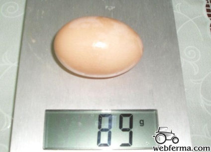 Zagorskaya lazac fajta csirkék - stabil tojás 90 gramm!