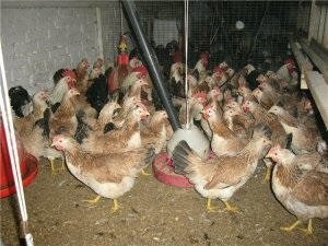 Zagorje lazac csirkéket, mi a titka a népszerűségének a fajta