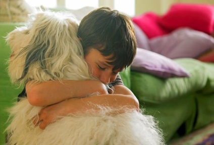 10 tény a allergia kutyák, novella hosszú tacskó