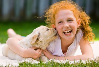 10 tény a allergia kutyák, novella hosszú tacskó