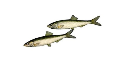 15 érdekes tény a sprotni - hírek képekben (sprotni) 15 érdekes tény a sprotni - hírek képekben