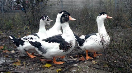 17 állati hibridek, amelyek, sőt, van (vannak) 17 állati hibridek, amelyek, sőt, léteznek